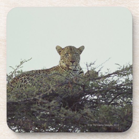 Afrikanischer Leopard Getränkeuntersetzer (Vorderseite)