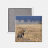 Afrikanischer Leopard im Grasland, Kenia, Afrika Magnet (Vorderseite/Rückseite)