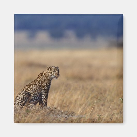 Afrikanischer Leopard im Grasland, Kenia, Afrika Magnet (Vorne)