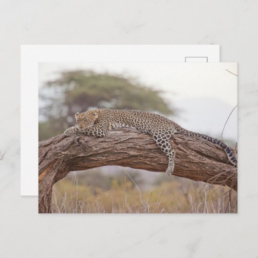Afrikanischer Leopard liegt auf einer Baumzweigung Postkarte (Vorne/Hinten)