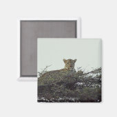 afrikanischer Leopard Magnet (Vorderseite/Rückseite)
