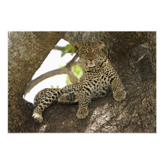 Afrikanischer Leopard, Panthera pardus Fotodruck (Vorne)