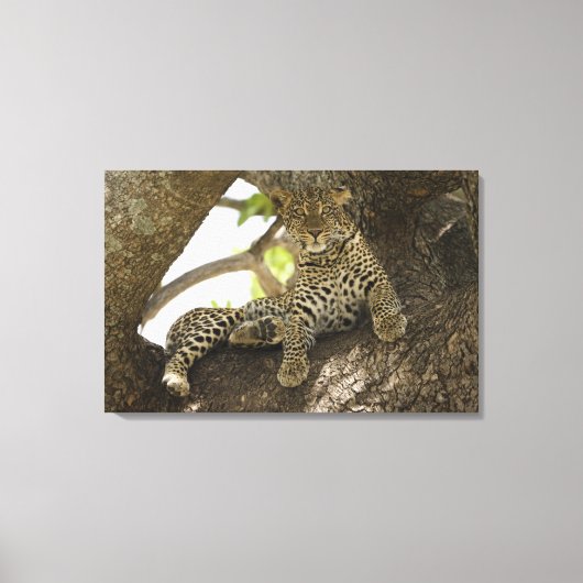 Afrikanischer Leopard, Panthera pardus Leinwanddruck (Vorderseite)