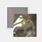 Afrikanischer Leopard, Panthera pardus Magnet (Vorderseite/Rückseite)