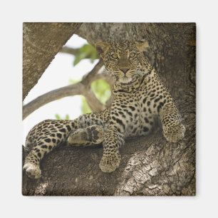 Afrikanischer Leopard, Panthera pardus Magnet