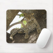 Afrikanischer Leopard, Panthera pardus Mousepad (Mit Mouse)