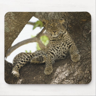 Afrikanischer Leopard, Panthera pardus Mousepad