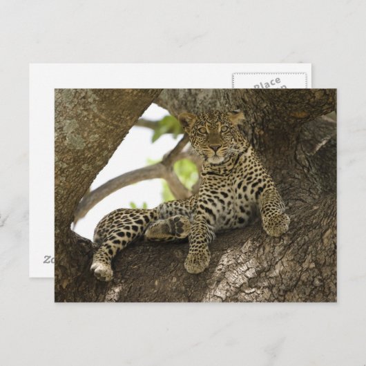 Afrikanischer Leopard, Panthera pardus Postkarte (Vorne/Hinten)