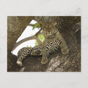 Afrikanischer Leopard, Panthera pardus Postkarte