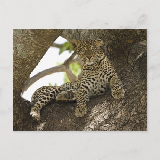 Afrikanischer Leopard, Panthera pardus Postkarte (Vorderseite)