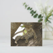 Afrikanischer Leopard, Panthera pardus Postkarte (Stehend Vorderseite)