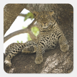 Afrikanischer Leopard, Panthera pardus Quadratischer Aufkleber