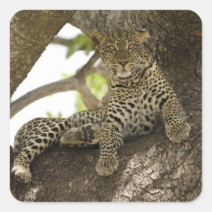 Afrikanischer Leopard, Panthera pardus Quadratischer Aufkleber