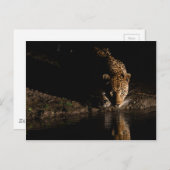Afrikanischer Leopard Postkarte (Vorne/Hinten)