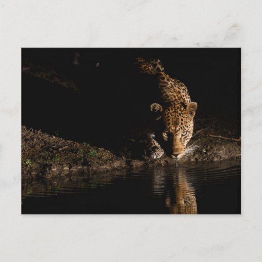 Afrikanischer Leopard Postkarte (Vorderseite)