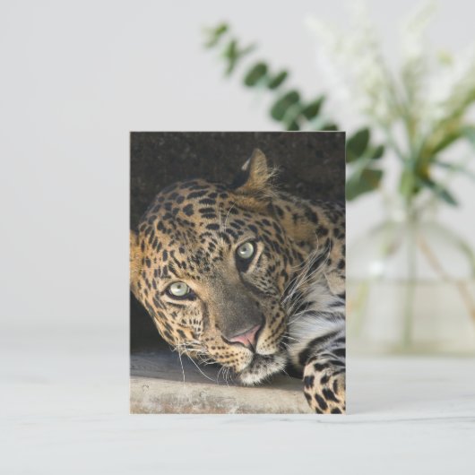 Afrikanischer Leopard Postkarte (Stehend Vorderseite)