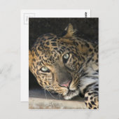 Afrikanischer Leopard Postkarte (Vorne/Hinten)