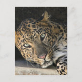 Afrikanischer Leopard Postkarte (Vorderseite)