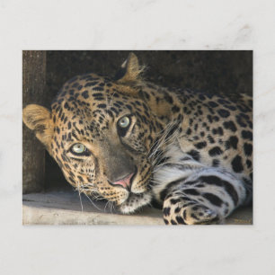 Afrikanischer Leopard Postkarte
