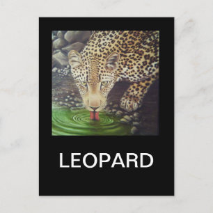 Afrikanischer Leopard Postkarte