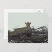 afrikanischer Leopard Postkarte (Vorne/Hinten)