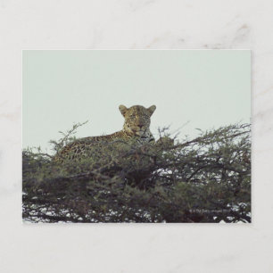 afrikanischer Leopard Postkarte