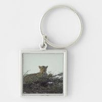 Afrikanischer Leopard