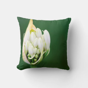 Afrikanischer Lilie, Agapanthus Praecox, Kapstadt Kissen