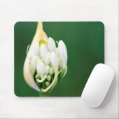 Afrikanischer Lilie, Agapanthus Praecox, Kapstadt Mousepad (Mit Mouse)