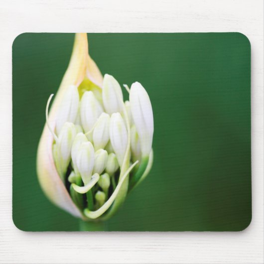 Afrikanischer Lilie, Agapanthus Praecox, Kapstadt Mousepad (Vorne)