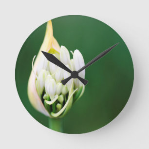 Afrikanischer Lilie, Agapanthus Praecox, Kapstadt Runde Wanduhr