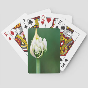 Afrikanischer Lilie, Agapanthus Praecox, Kapstadt Spielkarten