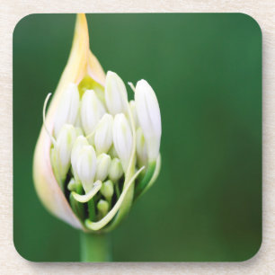 Afrikanischer Lilie, Agapanthus Praecox, Kapstadt Untersetzer