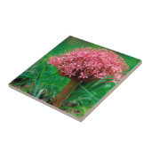 Afrikanischer Lilie (Agapanthus Praecox), Mala Mal Fliese (Seite)