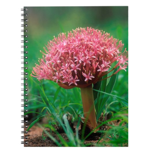 Afrikanischer Lilie (Agapanthus Praecox), Mala Mal Notizblock (Vorderseite)