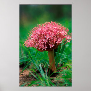 Afrikanischer Lilie (Agapanthus Praecox), Mala Mal Poster