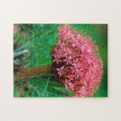 Afrikanischer Lilie (Agapanthus Praecox), Mala Mal Puzzle (Horizontal)