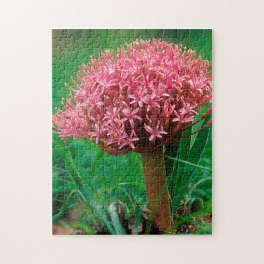 Afrikanischer Lilie (Agapanthus Praecox), Mala Mal Puzzle (Vertikal)