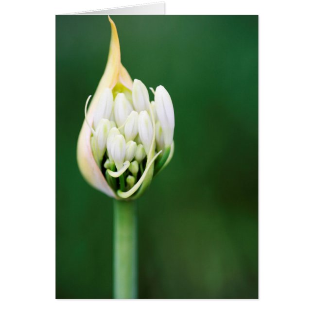 Afrikanischer Lily, Agapanthus Praecox, Kapstadt (Vorne)