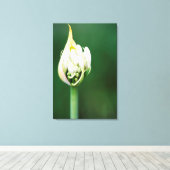 Afrikanischer Lily, Agapanthus Praecox, Kapstadt Leinwanddruck (Insitu (Holzboden))