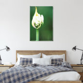 Afrikanischer Lily, Agapanthus Praecox, Kapstadt Leinwanddruck (Insitu (Schlafzimmer))