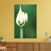 Afrikanischer Lily, Agapanthus Praecox, Kapstadt Leinwanddruck (Insitu (Wohnzimmer))