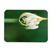 Afrikanischer Lily, Agapanthus Praecox, Kapstadt Magnet (Horizontal)