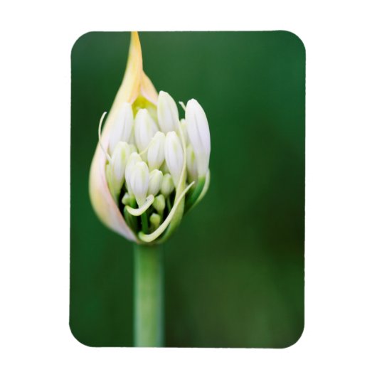 Afrikanischer Lily, Agapanthus Praecox, Kapstadt Magnet (Vertikal)