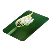 Afrikanischer Lily, Agapanthus Praecox, Kapstadt Magnet (Linke Seite)