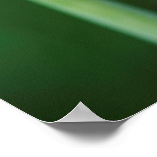 Afrikanischer Lily, Agapanthus Praecox, Kapstadt Poster (Ecke)