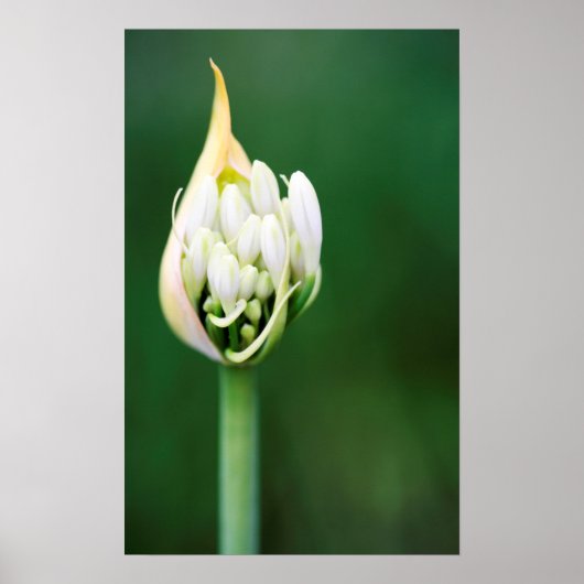 Afrikanischer Lily, Agapanthus Praecox, Kapstadt Poster (Vorne)