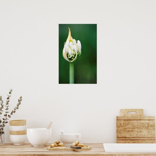 Afrikanischer Lily, Agapanthus Praecox, Kapstadt Poster (Küche)
