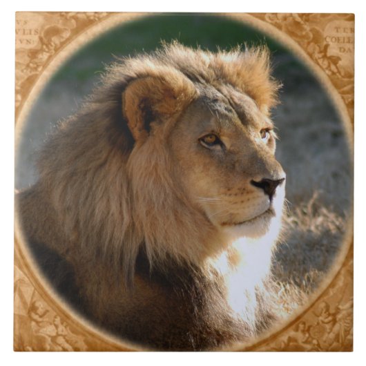 Afrikanischer Löwe 6775e11x11fram-b Fliese (Vorderseite)