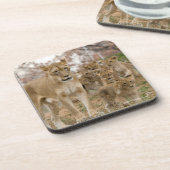 Afrikanischer Löwe CUB mit Mutter Getränkeuntersetzer (Linke Seite)